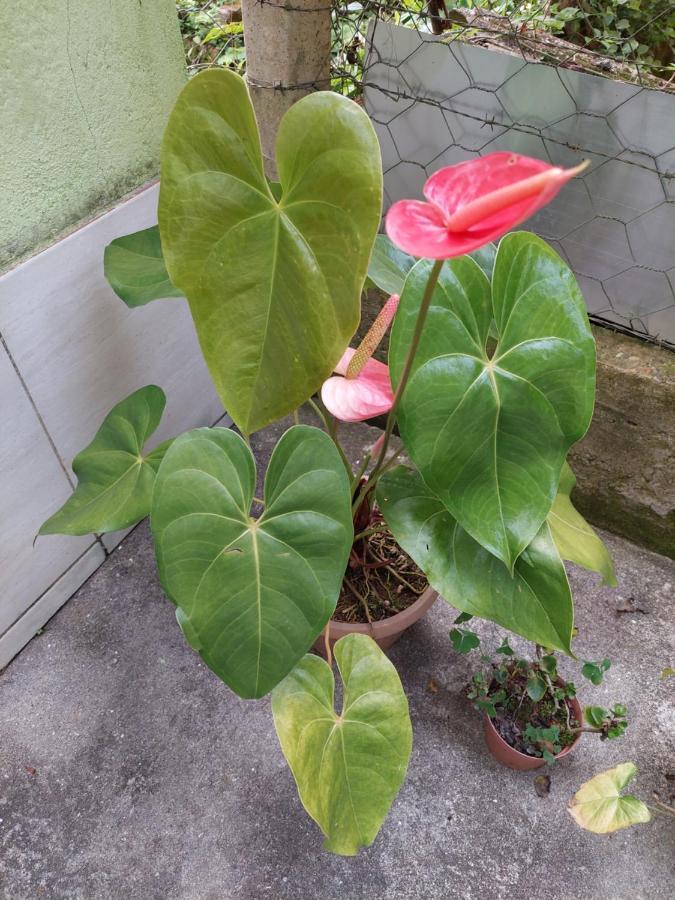 Casa Canto Verde 维奥康德马奥 外观 照片